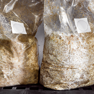 Mycelium Vs. Fruiting Body - Which Is The Best For Mushroom Supplements?