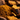 Close up of chaga mushroom whole and grounded