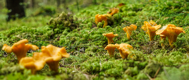 Top 5 Edible Mushrooms To Forage In The UK Right Now (September - October)