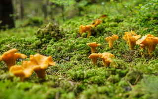 Top 5 Edible Mushrooms To Forage In The UK Right Now (September - October)
