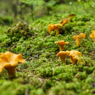 Top 5 Edible Mushrooms To Forage In The UK Right Now (September - October)