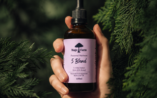 Why Is Mogo Farm’s 5 Mushroom Blend the Best Mushroom Supplement for Everyday Wellness?