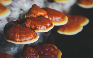 8 Essential Terms You Need To Know To Understand Functional Mushroom Supplements