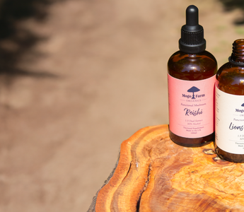Biohacking Your Summer with Adaptogenic Mushrooms