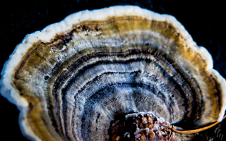 Beginners Guide To Functional Mushrooms