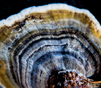 Beginners Guide To Functional Mushrooms