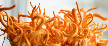 Cordyceps for Natural Energy: A Pre-Workout and Stress Buster for Parents Juggling It All