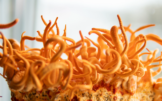 Cordyceps for Natural Energy: A Pre-Workout and Stress Buster for Parents Juggling It All