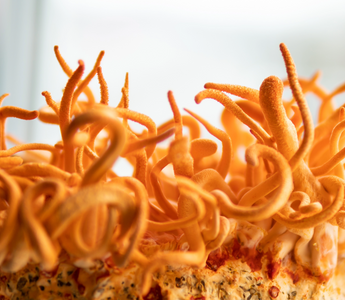 Cordyceps for Natural Energy: A Pre-Workout and Stress Buster for Parents Juggling It All