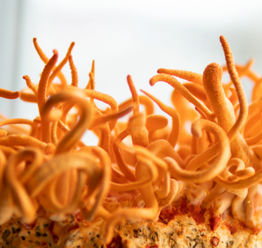 Cordyceps for Natural Energy: A Pre-Workout and Stress Buster for Parents Juggling It All