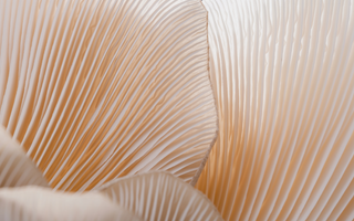 Fungi for the Future: How Mushrooms Are Revolutionising Medicine and Sustainability