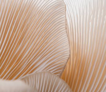 Fungi for the Future: How Mushrooms Are Revolutionising Medicine and Sustainability