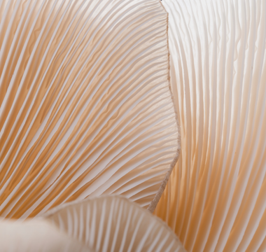 Fungi for the Future: How Mushrooms Are Revolutionising Medicine and Sustainability