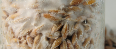 Mushroom Scams: What the Industry Doesn't Want You to Know