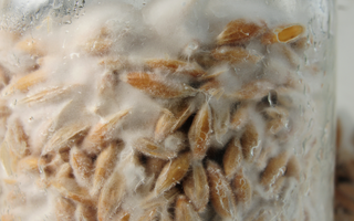 Mushroom Scams: What the Industry Doesn't Want You to Know