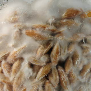 Mushroom Scams: What the Industry Doesn't Want You to Know