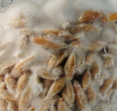Mushroom Scams: What the Industry Doesn't Want You to Know