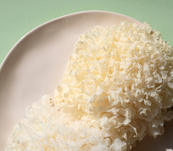 Tremella Fuciformis (Snow Mushroom): Extraction & Benefits