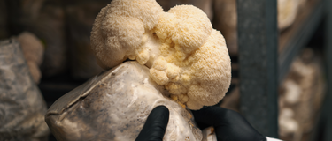 What is Lion’s Mane Mushroom Good For? Exploring the Health Benefits