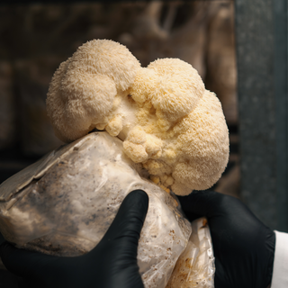 What is Lion’s Mane Mushroom Good For? Exploring the Health Benefits