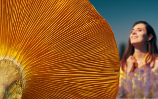 Fighting Low Vitamin D Levels With Natural Remedies