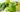 The Ultimate Guide to Using Mushroom Tinctures for Detoxification