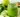 The Ultimate Guide to Using Mushroom Tinctures for Detoxification