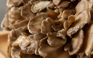 Maitake Mushroom: History, Benefits, and Why It Belongs in Your Supplement Routine
