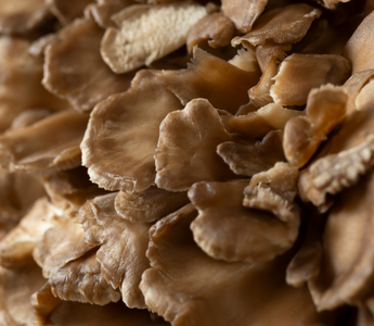 Maitake Mushroom: History, Benefits, and Why It Belongs in Your Supplement Routine