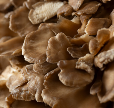 Maitake Mushroom: History, Benefits, and Why It Belongs in Your Supplement Routine
