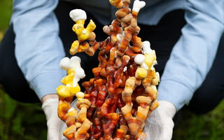 What are the health benefits of Reishi mushrooms?