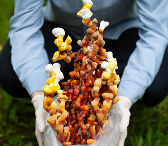 What are the health benefits of Reishi mushrooms?
