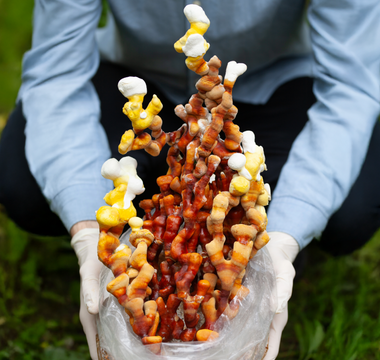 What are the health benefits of Reishi mushrooms?