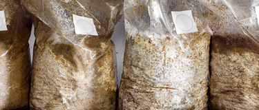 Mycelium Vs. Fruiting Body - Which Is The Best For Mushroom Supplements?