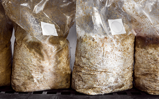 Mycelium Vs. Fruiting Body - Which Is The Best For Mushroom Supplements?