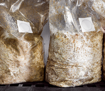 Mycelium Vs. Fruiting Body - Which Is The Best For Mushroom Supplements?