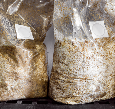 Mycelium Vs. Fruiting Body - Which Is The Best For Mushroom Supplements?