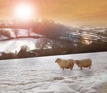 Top 3 Supplements and Vitamins to Take This Winter: Beat Fatigue, Increase Energy, and Boost Motivation