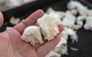 The Science Behind The Benefits: What Are Polysaccharides And Why Is Dual Extraction So Important?