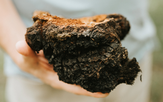 What are the health benefits of Chaga mushrooms?