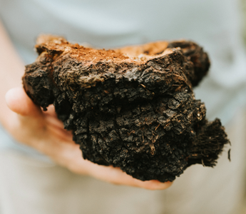 What are the health benefits of Chaga mushrooms?