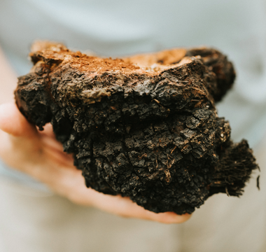 What are the health benefits of Chaga mushrooms?