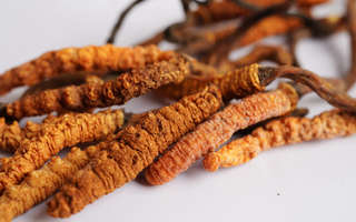 What are the health benefits of Cordyceps mushrooms?