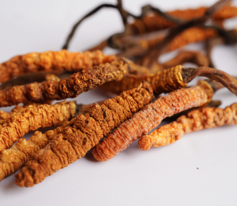 What are the health benefits of Cordyceps mushrooms?