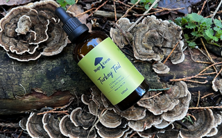 What Are The Health Benefits Of Turkey Tail Mushrooms?