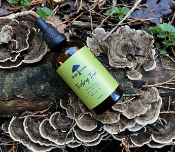 What Are The Health Benefits Of Turkey Tail Mushrooms?