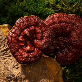 Where Do Our Mushrooms Come From?