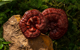 Best Mushroom for Chronic Headaches? Benefits & Possible Side Effects