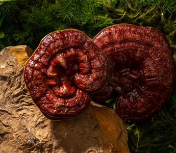 Best Mushroom for Chronic Headaches? Benefits & Possible Side Effects