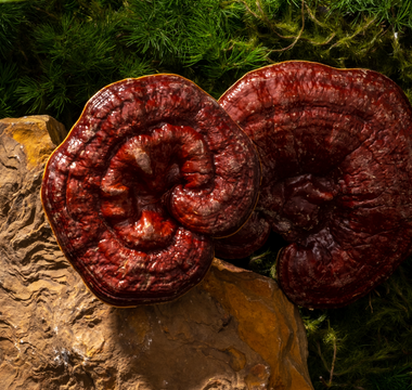 Best Mushroom for Chronic Headaches? Benefits & Possible Side Effects